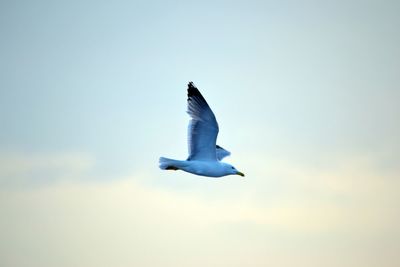 Seagull flying against clear sky