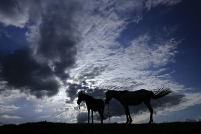 Silhouette horse standing on field against sky