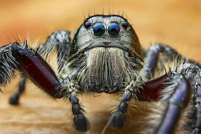 Close-up of spider