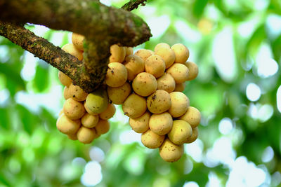 Low angle view of fruits growing on tree