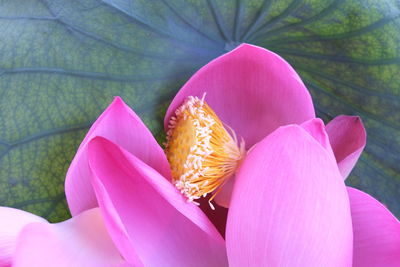 Close-up of pink flowers blooming outdoors