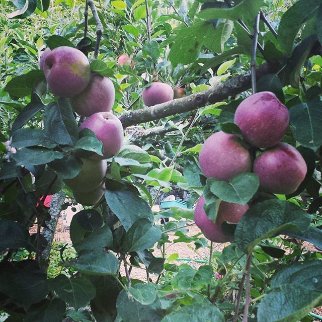 growth, fruit, freshness, leaf, food and drink, green color, tree, healthy eating, plant, nature, food, growing, agriculture, branch, hanging, beauty in nature, outdoors, day, ripe, close-up