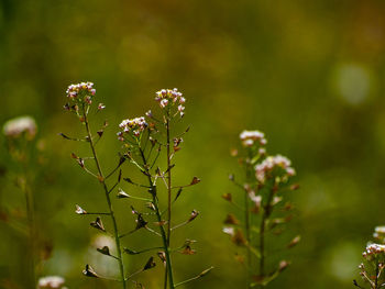 Close-up of flowering plant