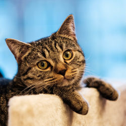 Close-up portrait of a cat