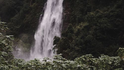 Scenic view of waterfall in forest