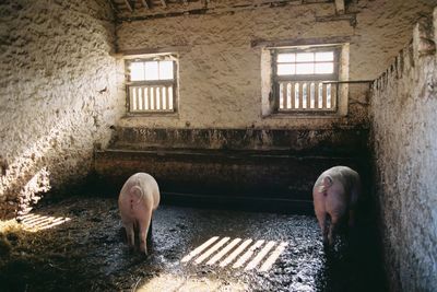 Close-up of two pigs in a farm house