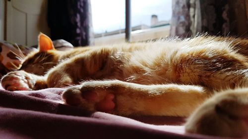 Close-up of cat sleeping in bed