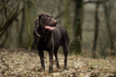 Dog in forest