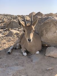 Lion relaxing on a field