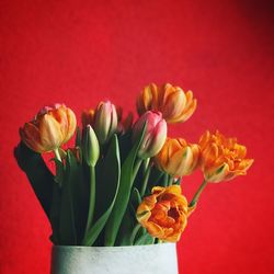 Close-up of tulips in vase against red background