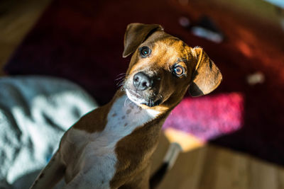 Close-up portrait of a dog at home
