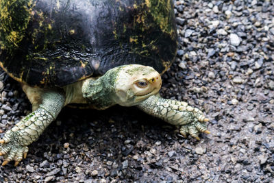 High angle view of a turtle