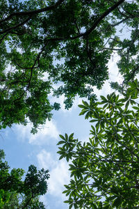 Low angle view of trees against sky