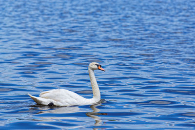 Swan swimming in lake