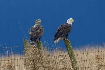 Low angle view of birds perching on fence against clear blue sky