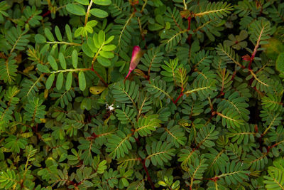 Close-up of fresh green leaves