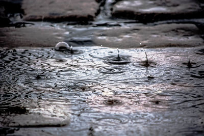 Raindrops splashing in puddle