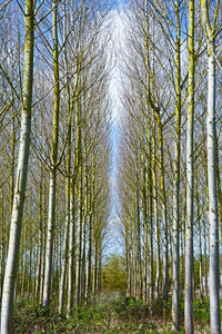 Trees growing in forest against sky