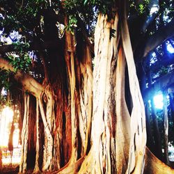 Low angle view of trees