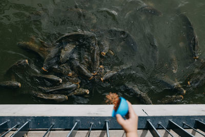 Child feeding fishes