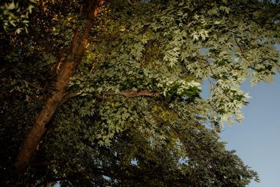 Low angle view of tree against sky