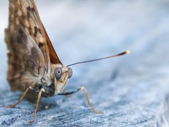 Close-up of insect