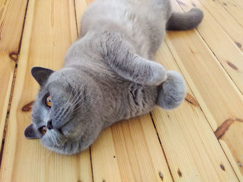 Close-up of cat relaxing on hardwood floor