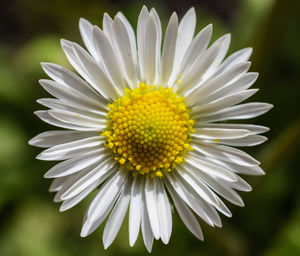 Close-up of white daisy flower