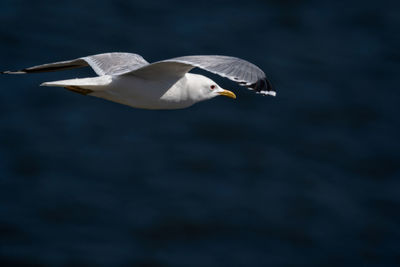 Common gull flying in mid air over sea with spread wings