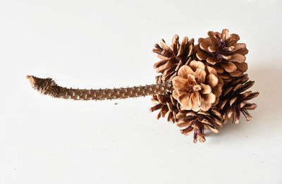 Close-up of wilted plant against white background