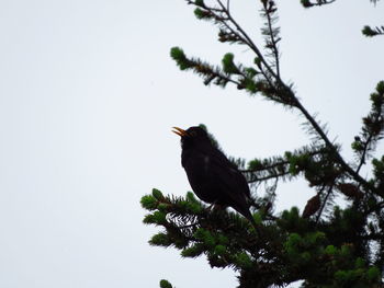 Low angle view of bird perching on branch