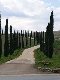 Road amidst trees against sky