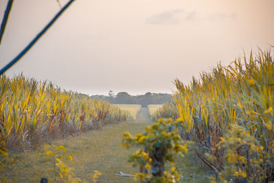 Plants growing on field against sky