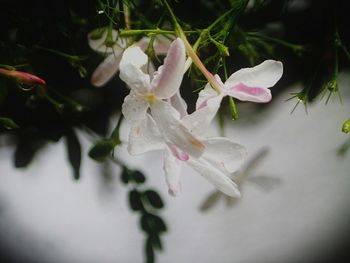 Close-up of white flowers