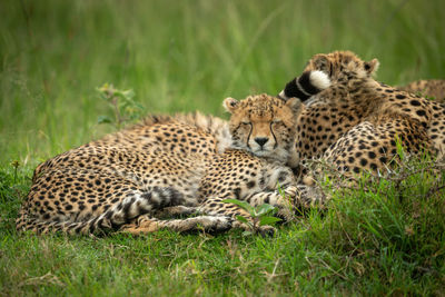 Cheetah cub lies beside mother closing eyes