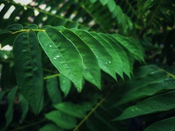 Close-up of wet leaves