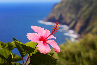 Close-up of pink flowering plant