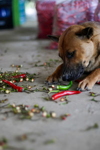 Close-up of dog looking away