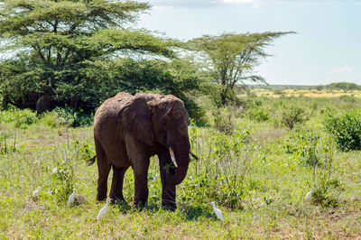 An old elephant in the savannah of samburu park in central kenya