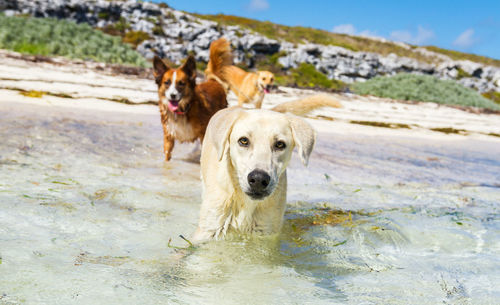 Portrait of dogs in sea