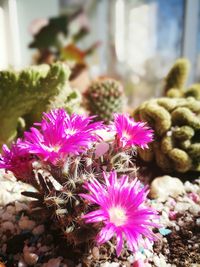 Close-up of pink flowers against blurred background