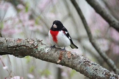 Close-up of bird perching on branch