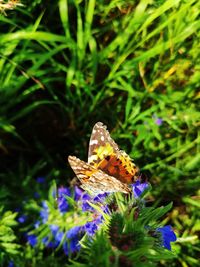 Close-up of butterfly pollinating on purple flower