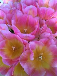 Close-up of pink dahlia