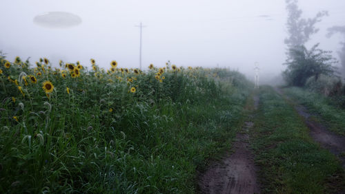 Scenic view of agricultural field against sky