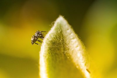 Close-up of insect