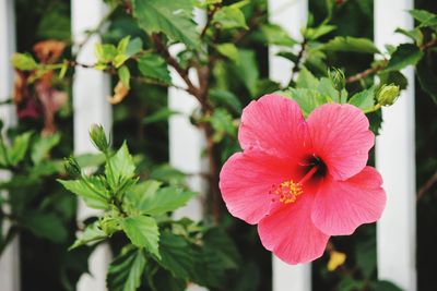 Close-up of pink flower blooming outdoors