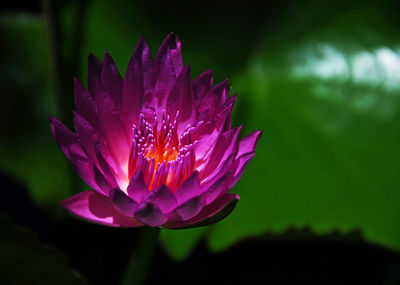 Close-up of pink water lily