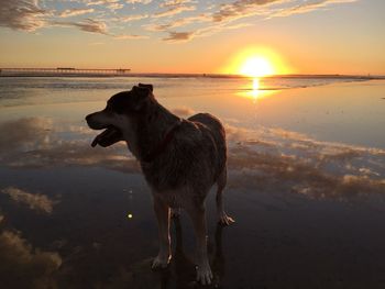 Dog standing on beach against sky during sunset