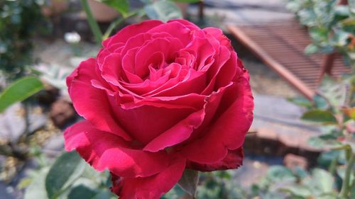 Close-up of pink rose